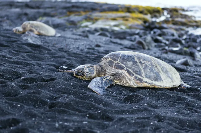 Punalu'u Black Sand Beach, Big Island