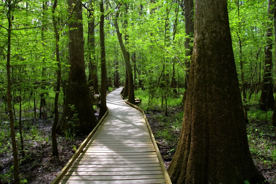 A wooden boardwalk winds gracefully through a lush, sun-dappled bottomland forest of towering bald cypress and tupelo trees at Congaree National Park, with vibrant green foliage filtering soft light from above.