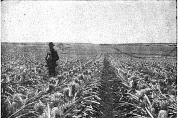 A pineapple field in Hawaii around 1920 / Frank Coffee, Public domain, via Wikimedia Commons