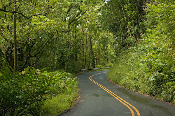 Know Before You Go, Shaka Guide's Honolulu Backyard Rainforest Tour