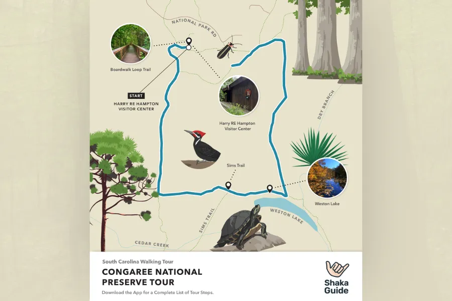 An illustrated Shaka Guide walking tour map of Congaree National Park in South Carolina, highlighting stops such as the Boardwalk Loop Trail, Sims Trail, and Weston Lake, decorated with illustrations of a pileated woodpecker, painted turtle, beetle, and longleaf pine.