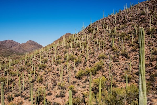 The Origins of Saguaro National Park