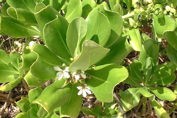 The Naupaka Kahakai flower / Pancrat, CC BY-SA 3.0, via Wikimedia Commons