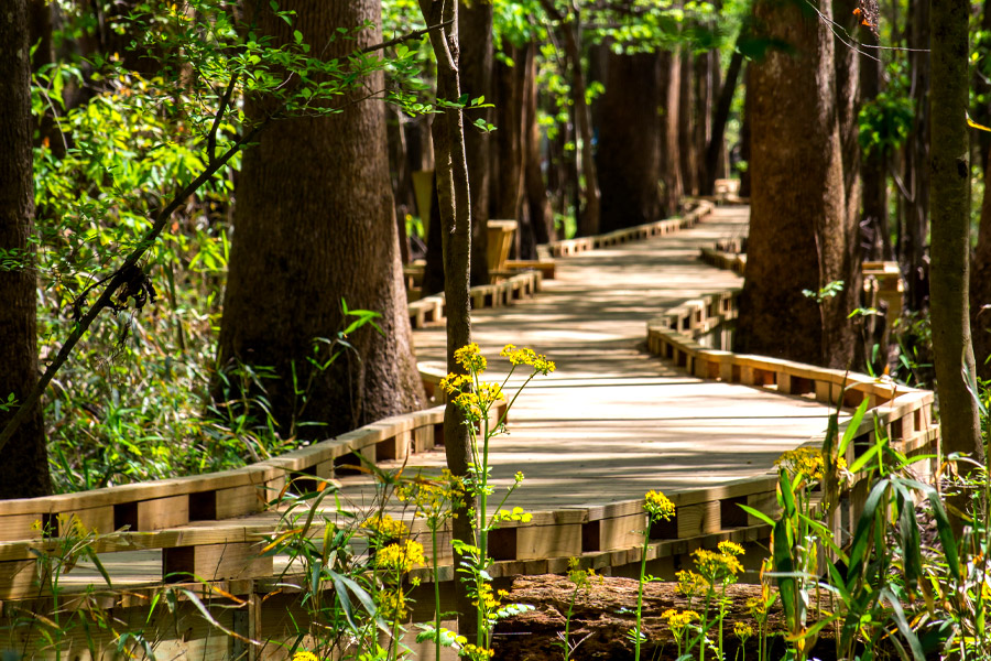 Wooden boardwalk surrounded by dense green foliage leading through the forest at Congaree National Park.