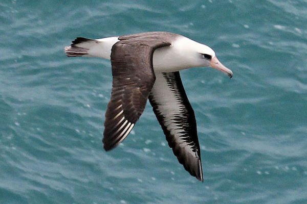 The Laysan albatross / DickDaniels (http://theworldbirds.org/), CC BY-SA 3.0, via Wikimedia Commons