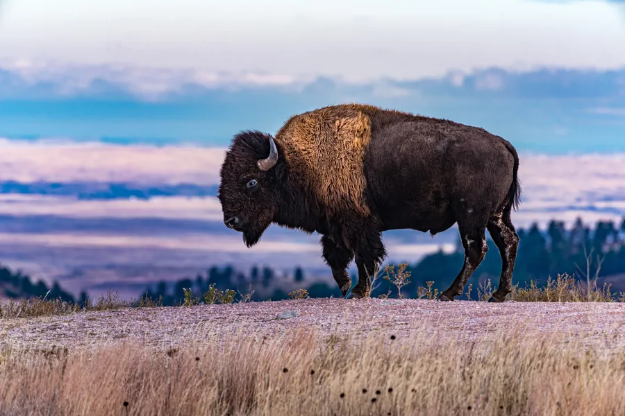 A solitary bison stands on a frost-dusted hilltop at Wind Cave National Park, silhouetted against a vast, colorful panorama of rolling plains and distant treelines under a pastel sky.