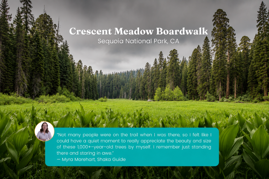 A lush green meadow surrounded by towering giant sequoias creates a peaceful forest landscape. The image includes a traveler quote about experiencing the quiet beauty of the ancient trees.