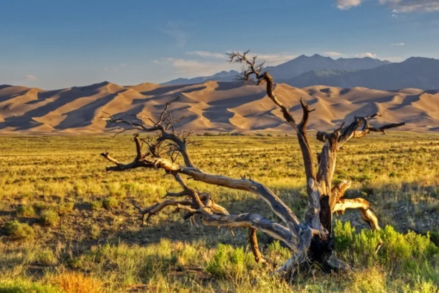 Dry, twisted tree on grassy plains with vast sand dunes and distant mountains under a golden sunset sky.