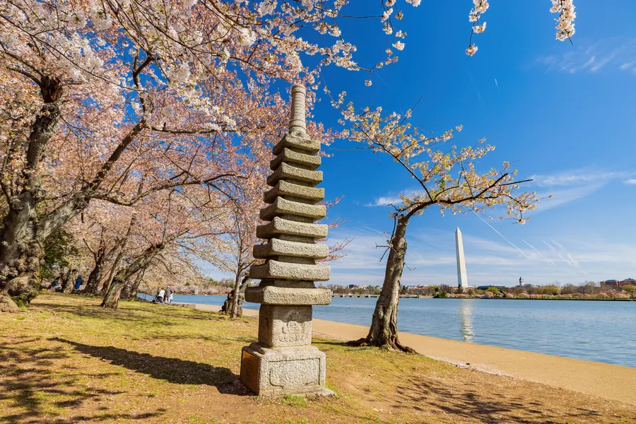 A tall multi-tiered Japanese stone pagoda lantern stands along the bank of the Tidal Basin in Washington, D.C., during peak cherry blossom season. Branches of fully bloomed pink-and-white cherry blossom trees arch overhead and frame the scene on both sides. Across the calm blue water, the Washington Monument rises prominently in the background under a vivid blue sky with wispy clouds. A sandy shoreline and green grass surround the base of the pagoda, with a few visitors visible in the distance to the left.