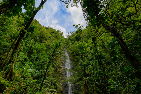 Manoa Falls