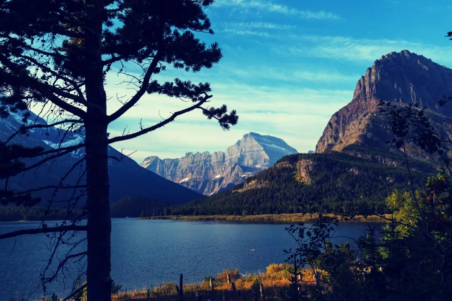 A silhouetted pine tree frames a moody autumn view of a calm mountain lake surrounded by colorful foliage and towering rugged peaks under a blue sky in Glacier National Park.