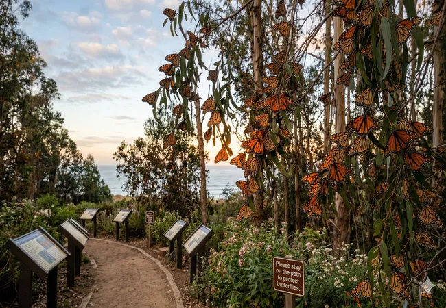 How Pismo Beach Became a Monarch Butterfly Haven