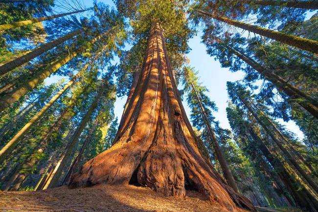 Giant Sequoia Tree/ Shutterstock Image