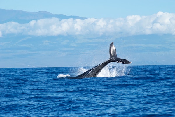 whale submerging in water