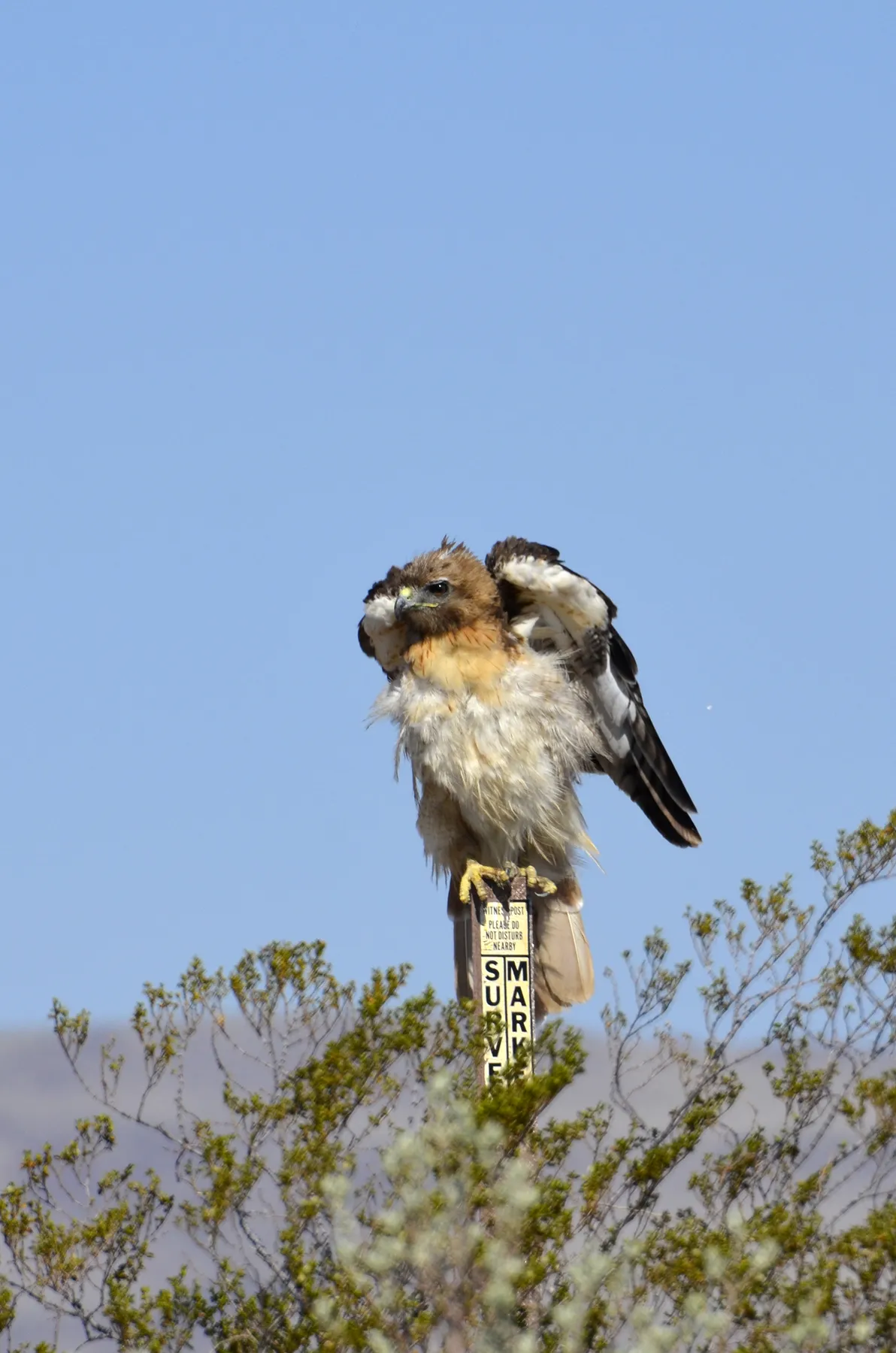 Red-tailed hawk perched on a survey marker in the desert scrub of Big Bend.