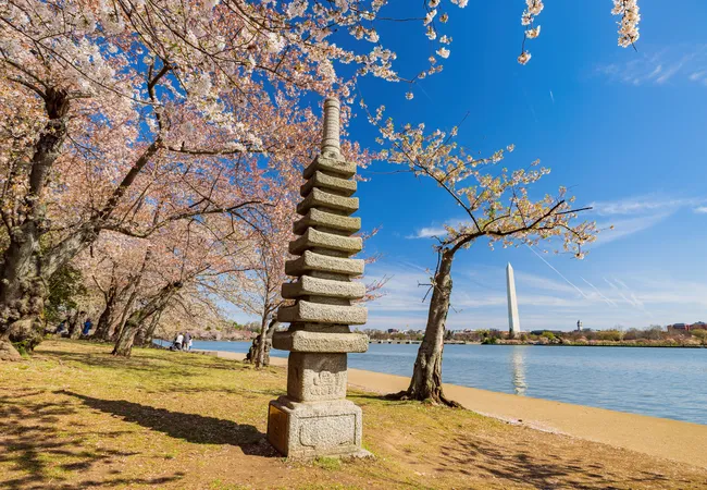 A traditional multi-tiered Japanese stone pagoda lantern stands along the bank of the Tidal Basin in Washington, D.C., during peak cherry blossom season. Pink and white cherry blossom branches arch overhead on both sides, framing the scene. The Washington Monument rises across the calm blue water in the background under a vivid blue sky. A sandy shoreline and green grass surround the pagoda's carved base, with visitors faintly visible to the left.