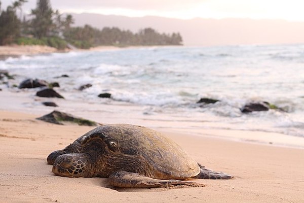 Photo by Jeremy Bishop Shipman Beach Shaka Guide Big Island