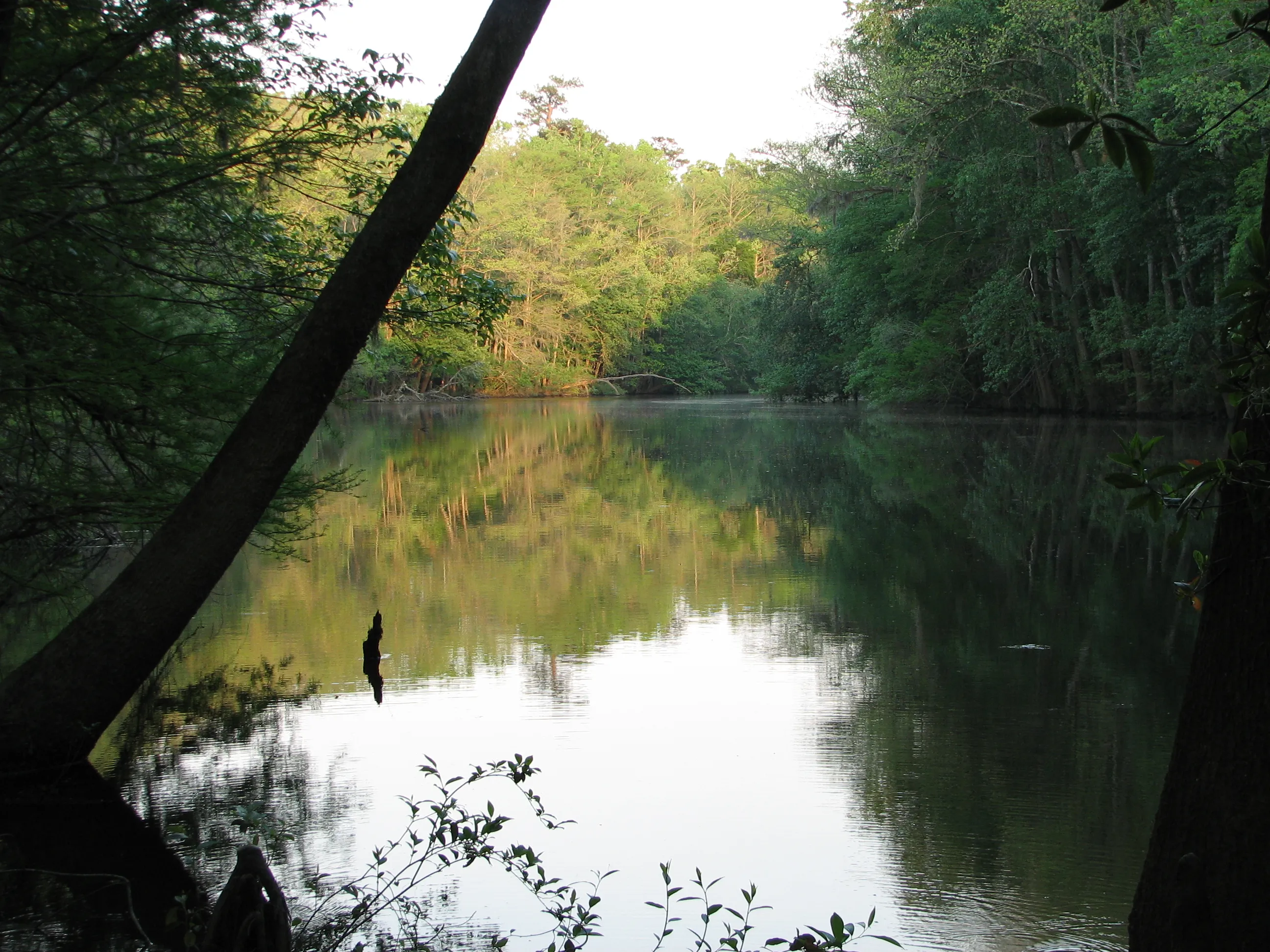 Calm reflective lake surrounded by dense green forest at Congaree National Park during early morning light.
