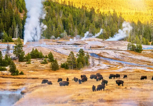 ChatGPT said:  A herd of bison grazing in golden grassland near steaming geysers, with pine forest and soft evening light in the background.