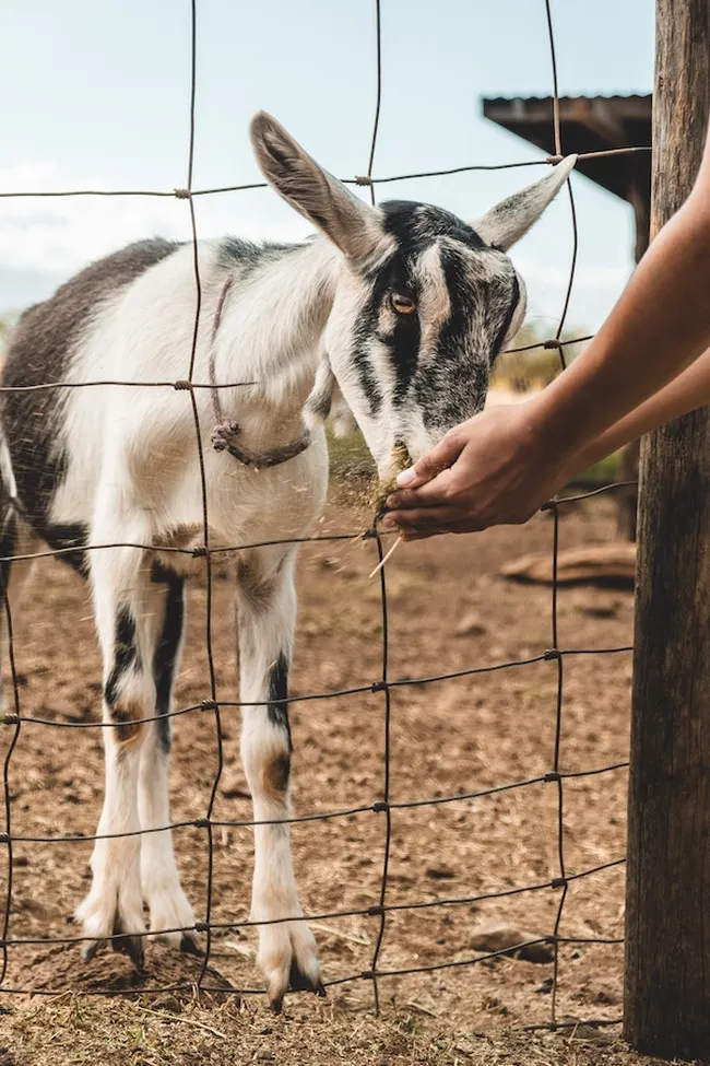 A secluded black sand beach with turquoise waves, lava rock shoreline, and lush tropical greenery along the coast.  A person hand-feeding a young goat through a wire fence at a rustic farm enclosure.