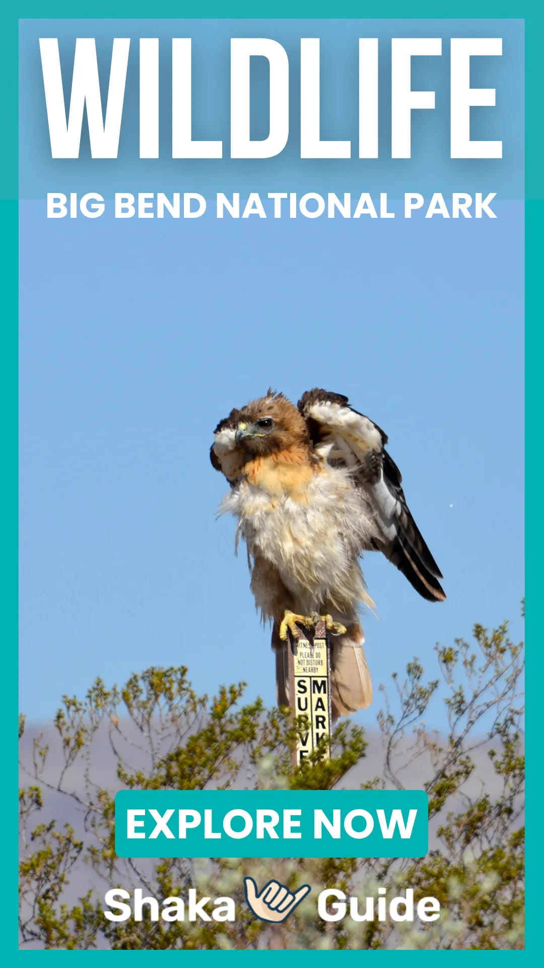 RED TAIL HAWK