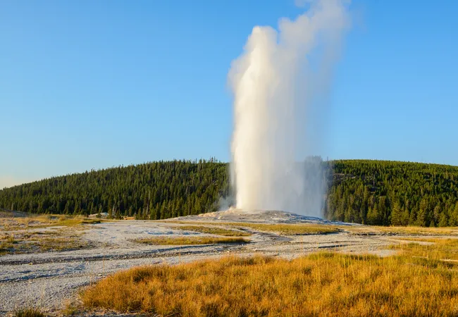 A tall, powerful vertical plume of white water and steam erupts from a grey rocky vent in a flat, arid landscape. In the background, a long ridge covered in dense green evergreen trees sits under a clear, pale blue sky, with golden-brown grasses in the foreground.