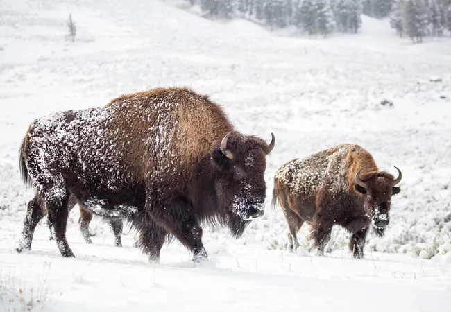 Snow-covered bison trudging through a white, wintry landscape, their thick fur frosted and heavy as they move slowly across the open field.