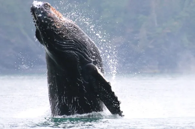 humpback whale