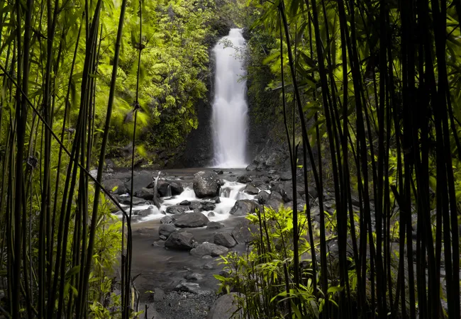 A scenic waterfall cascades into a rocky stream, surrounded by dense green bamboo and lush foliage.