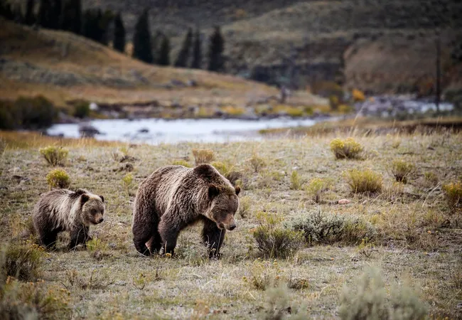 A large bear walks through an open grassy field with a smaller bear following closely behind, both moving calmly toward a nearby river.