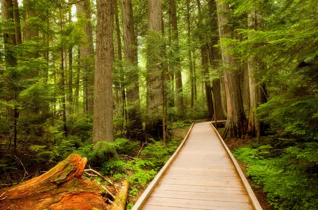 Wooden boardwalk trail winds through lush green forest on the Trail of the Cedars in Glacier National Park.
