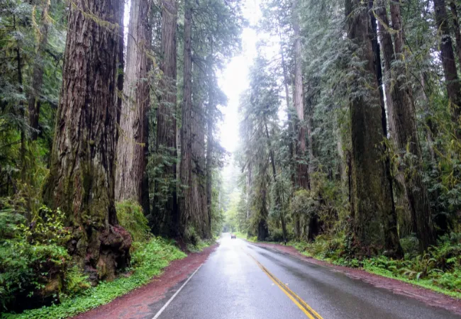 A scenic two-lane road winds through towering redwood trees in a lush, misty forest.