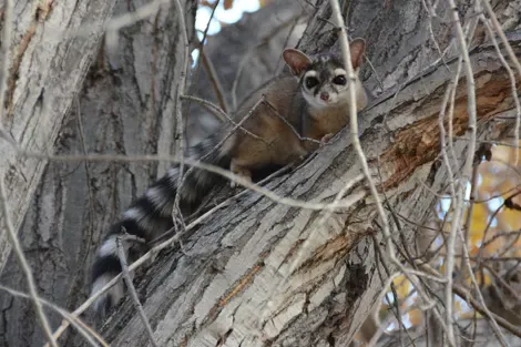 Ringtail cat perched on a tree branch, blending into the bark with its striped tail visible.