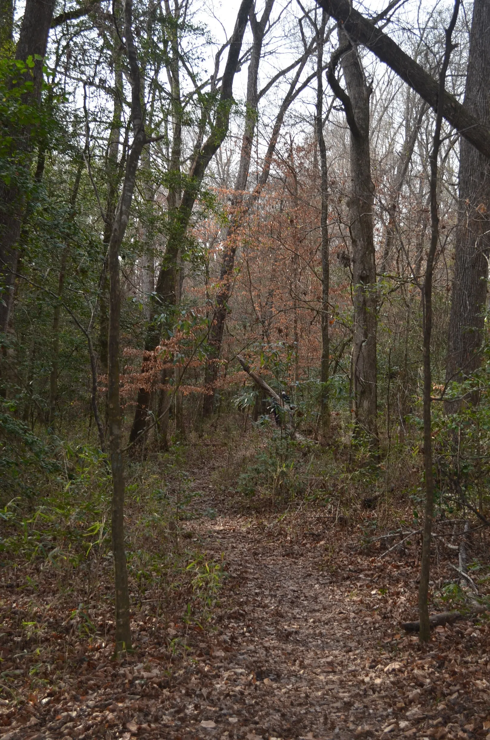 Narrow dirt trail covered in fallen leaves winding through a dense forest at Congaree National Park.