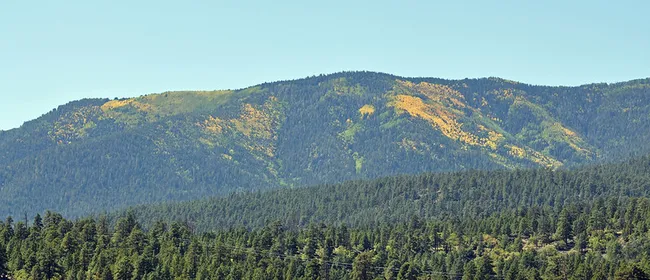 Forest-covered mountain slope with scattered patches of yellow foliage signaling the start of fall.