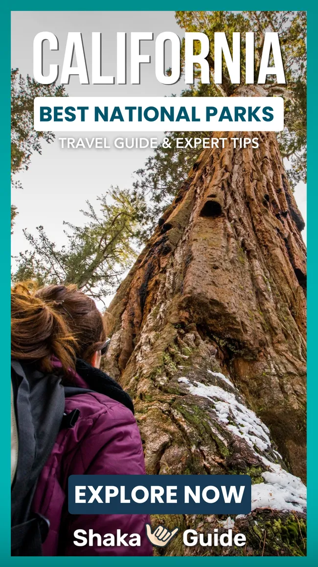 A hiker in a purple jacket gazes up at a towering sequoia tree in a snowy California forest, framed by bold text promoting Shaka Guide’s national parks travel guide.