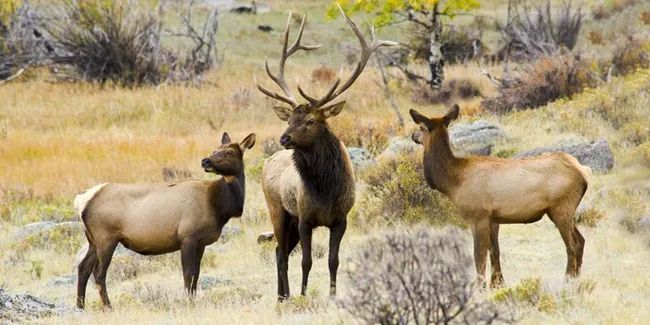 A bull elk with large antlers stands in a grassy meadow alongside two female elk, surrounded by dry shrubs and scattered trees in a mountain landscape.