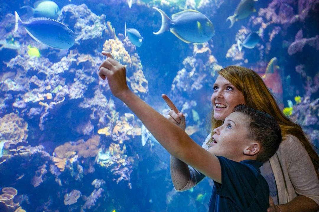 Maui Ocean Center Shaka Guide