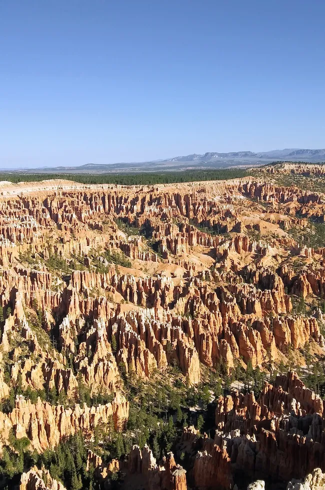 Panoramic view of Bryce Canyon’s dense orange hoodoos rising above forested valleys under a clear blue sky.