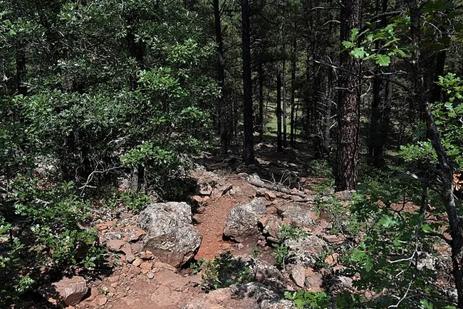 forest in grand canyon north rim