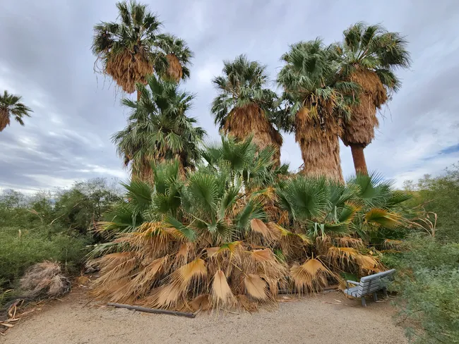 oasis of mara