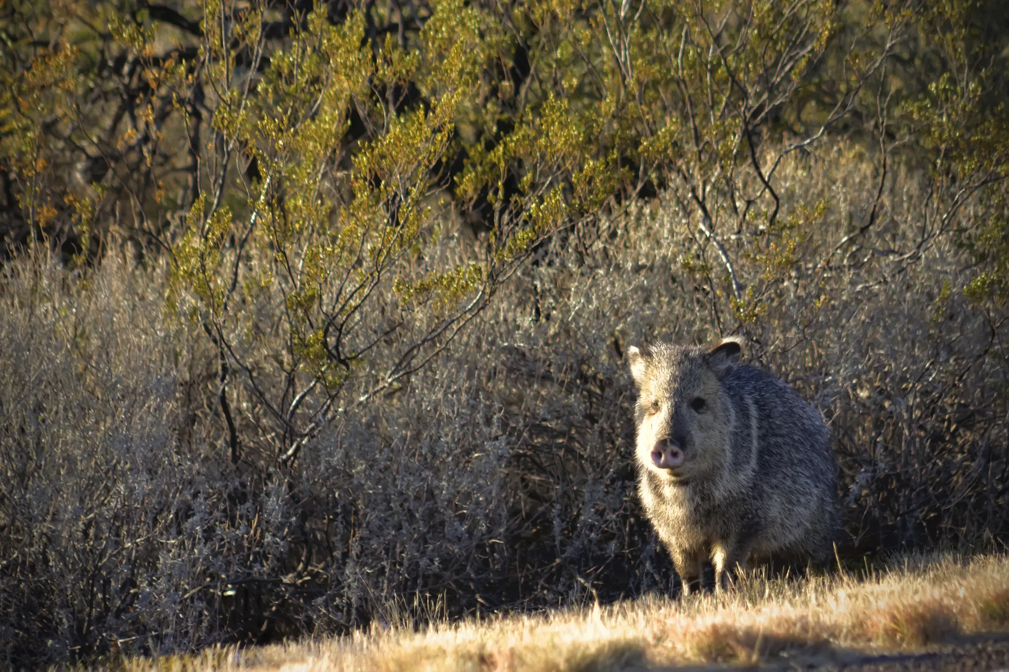 A javelina, also known as a collared peccary, standing in dry desert brush with sparse vegetation.