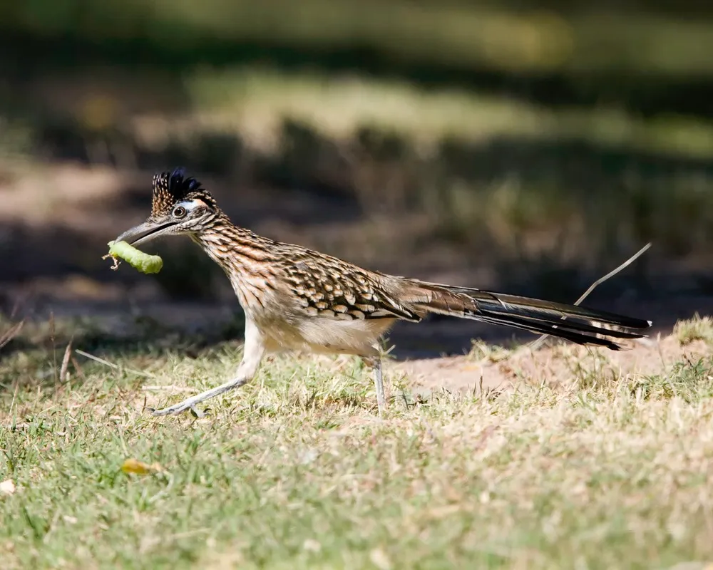 roadrunner