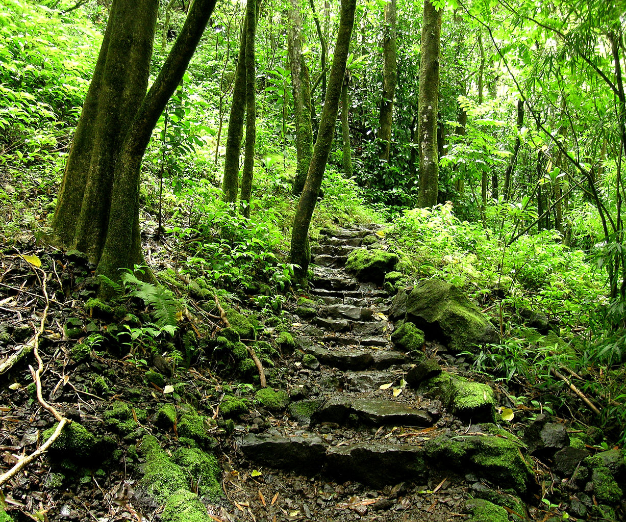 Pipiwai and Waimoku Falls Travel Shaka Guide