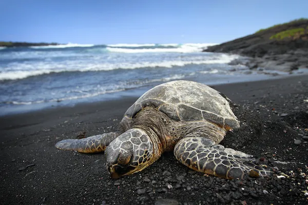 A sea turtle resting on a black sand beach with ocean waves in the background, highlighting Hawaii's unique wildlife and the importance of conservation.