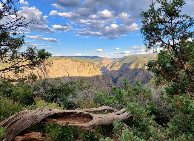 Late afternoon view from Tomichi Point in Black Canyon of the Gunnison, with rugged cliffs, deep shadows, and twisted tree branches framing the dramatic canyon landscape.