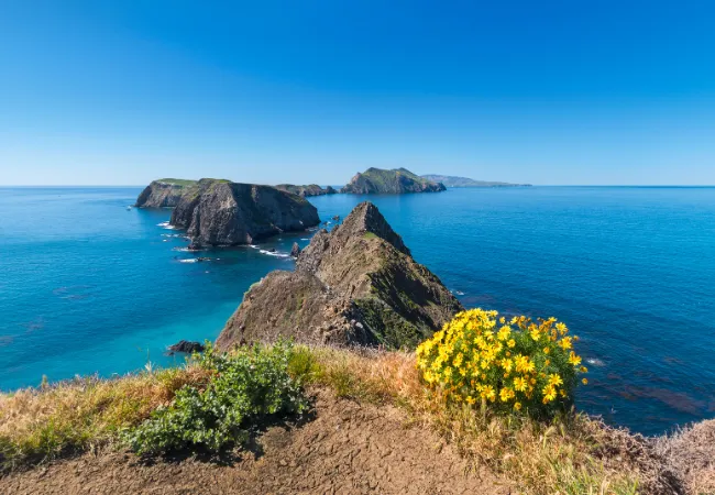 Bright yellow wildflowers bloom on a coastal cliff overlooking the rugged shoreline of California's Channel Islands.