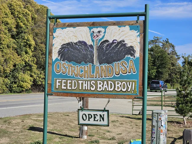 A large, hand-painted wooden sign stands in a grassy area next to a road. The sign features a teal background with a painting of an ostrich and the text "OSTRICHLAND USA" and "FEED THIS BAD BOY!" in bold letters. A smaller "OPEN" sign hangs below it. In the background, green trees and a clear blue sky are visible, with a dark SUV parked further down the road.