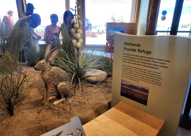 Indoor wildlife exhibit at Great Sand Dunes Visitor Center featuring a jackrabbit model and desert vegetation, with a sign explaining how wetlands provide refuge for local species.
