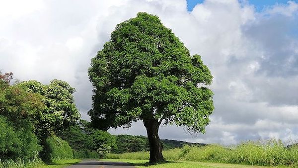 Koloa Travel Shaka Guide